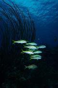 Bonaire 2018 4